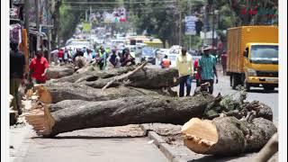  ICYMI: Nakuru's jacaranda trees cut down as Oginga Odinga road expansion works begin