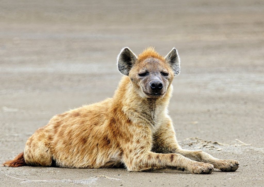 Two men with a taste for hyena's meat