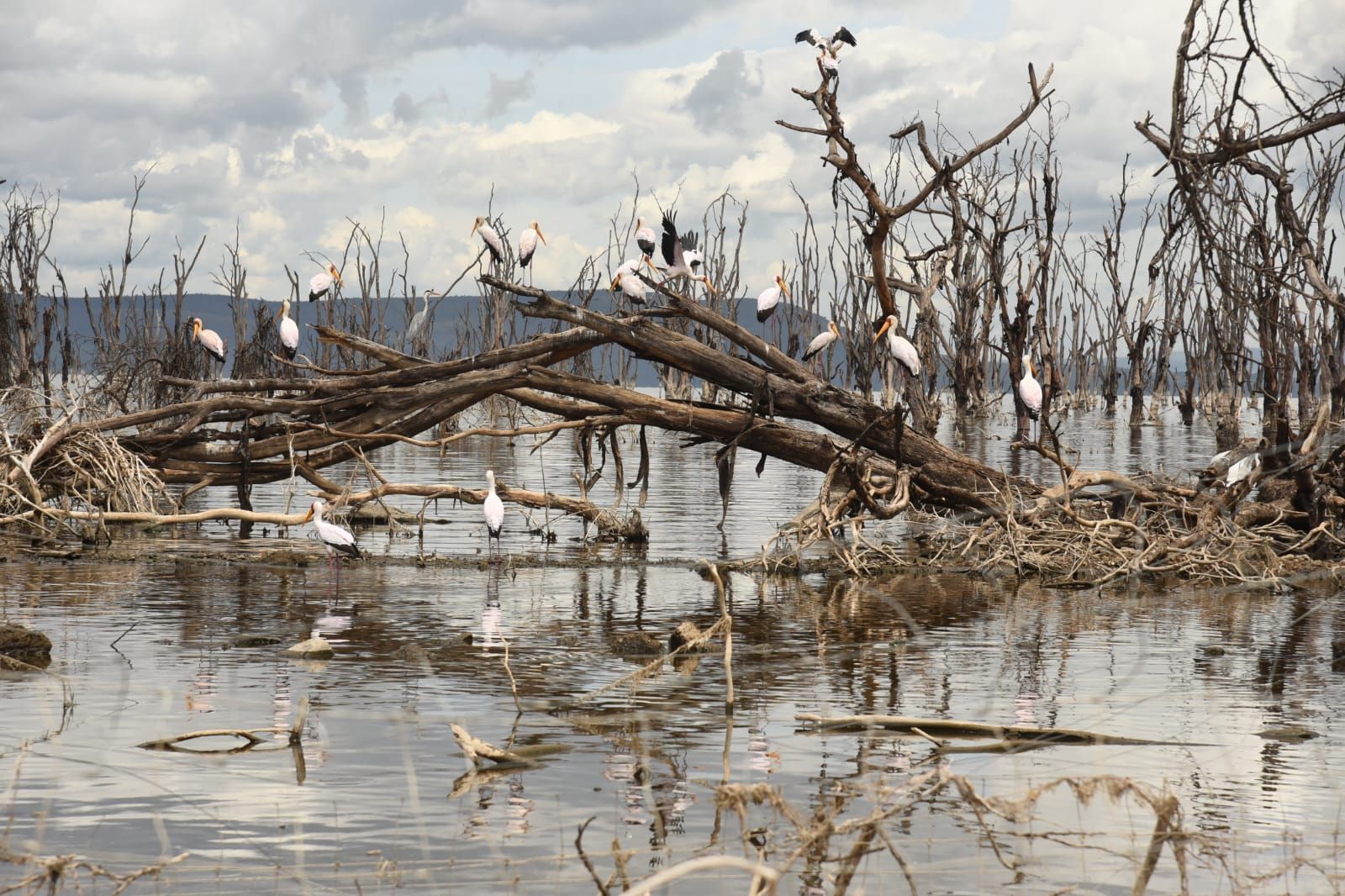 Feature: Lake Nakuru reclaims its space, displacing thousands in Mwariki