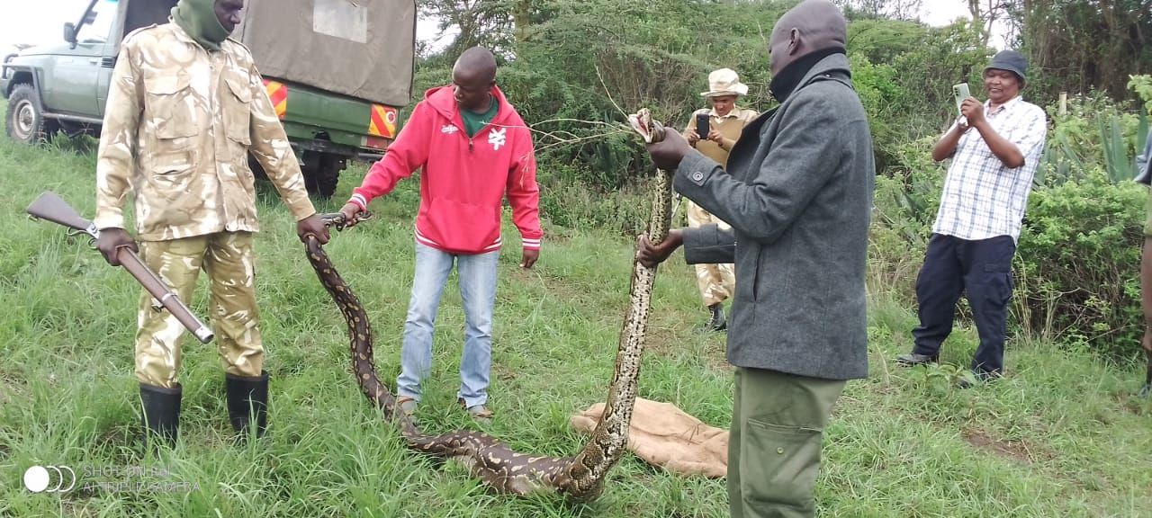 Python pays a visit to Njoro residents