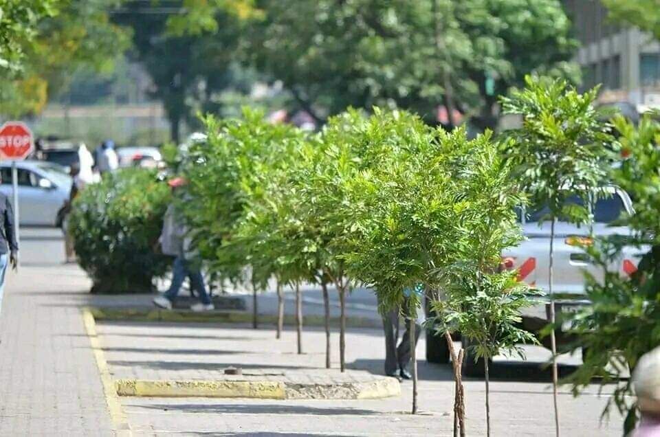 Residents commend greening of Nakuru city