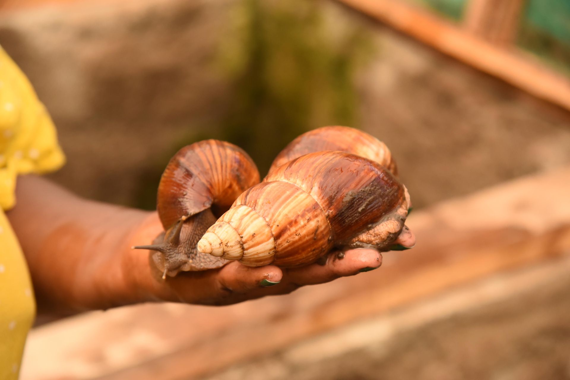 I have been called a 'witch' for rearing snails