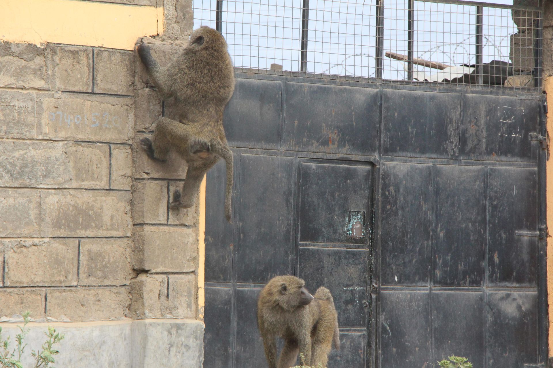 How Nakuru residents have found ways to co-exist with notorious baboons