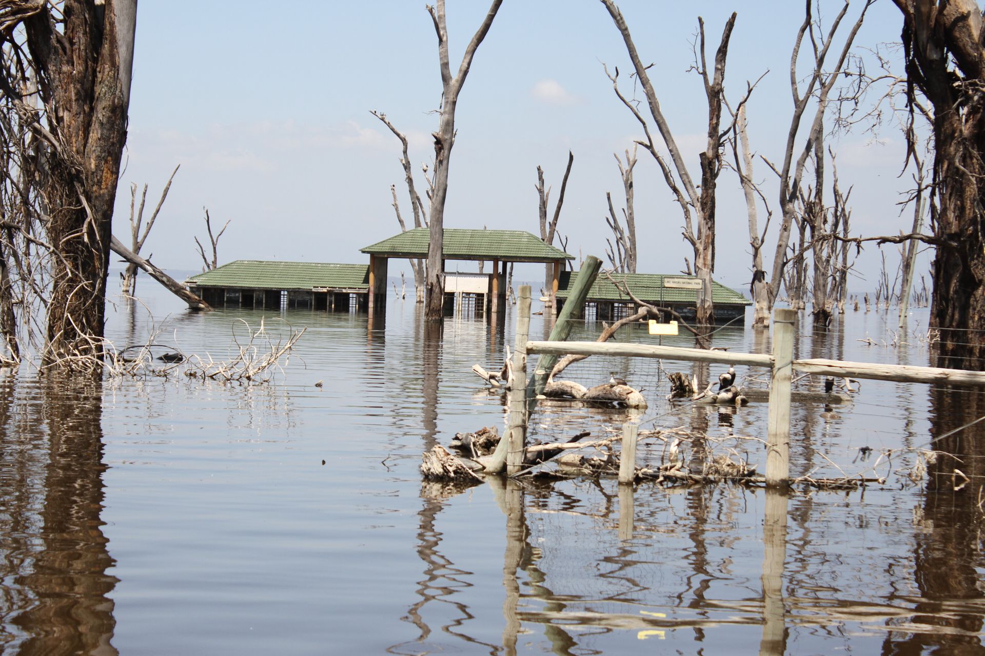 Troubled waters: Why Nakuru's flamingo paradise remains under threat