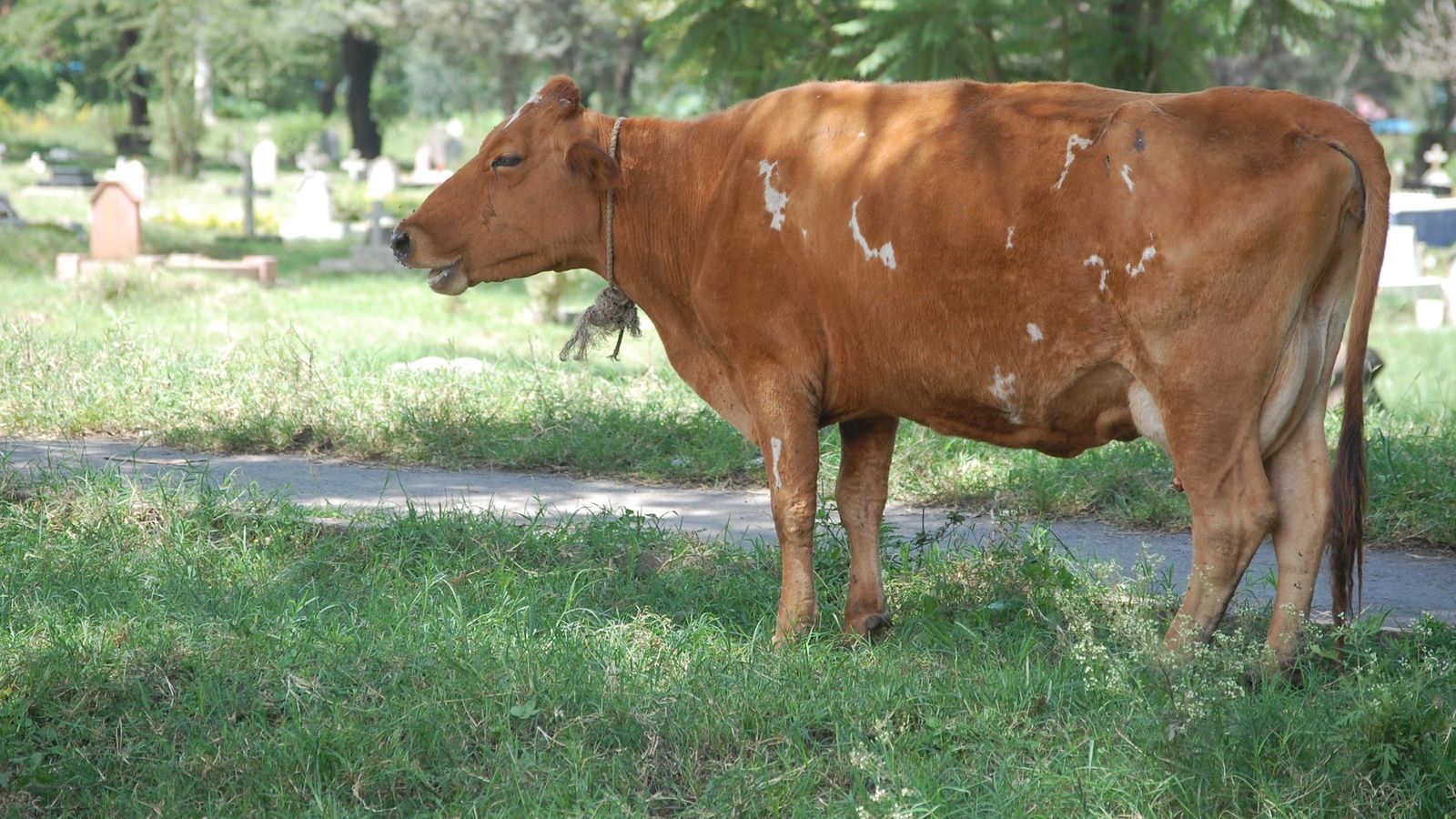 Puzzle of livestock keeping in Nakuru, despite city status