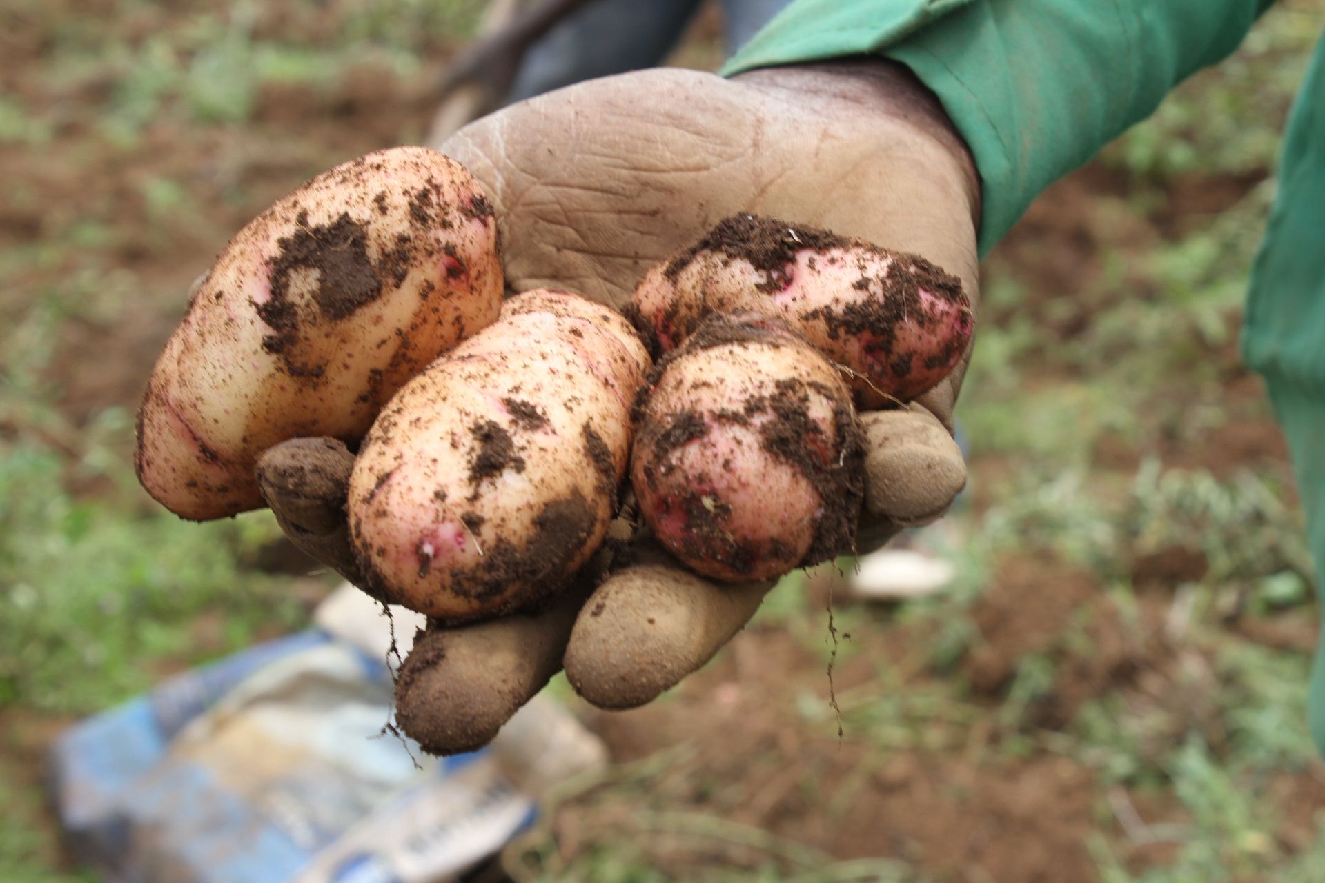 The love-hate relationship between Molo residents and potato farming