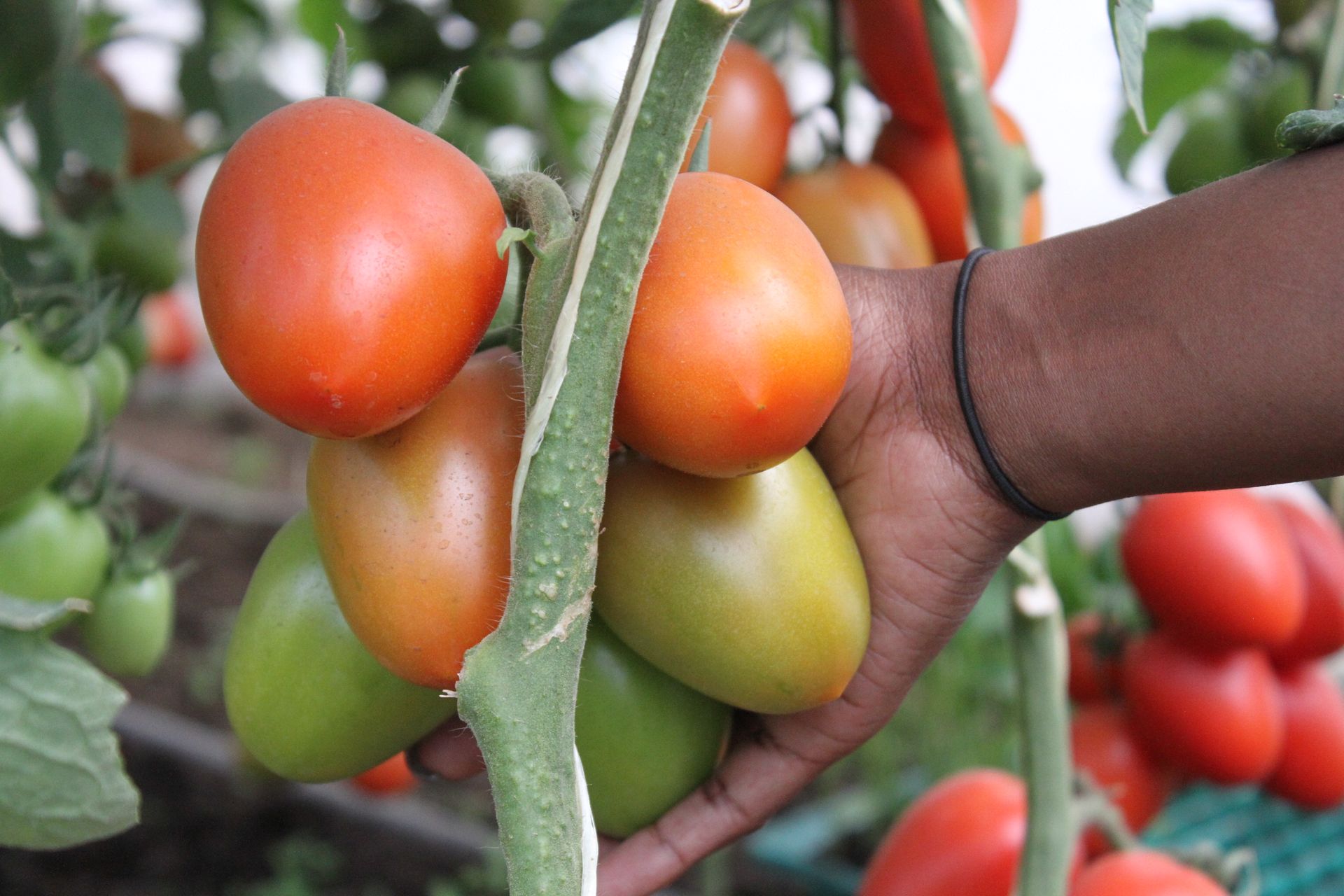 Farmers in Subukia give tips on the lucrative horticulture business