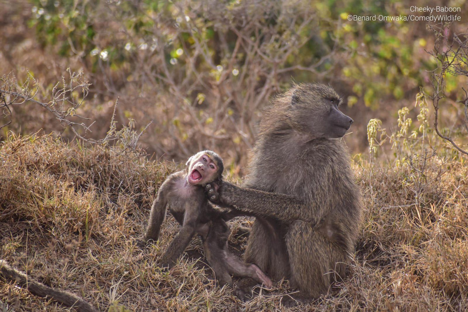 Explainer: The truth about Mpox and baboon myths