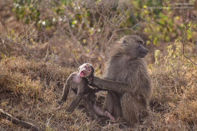 Explainer: Increased park fees: Here's why KWS says it's necessary