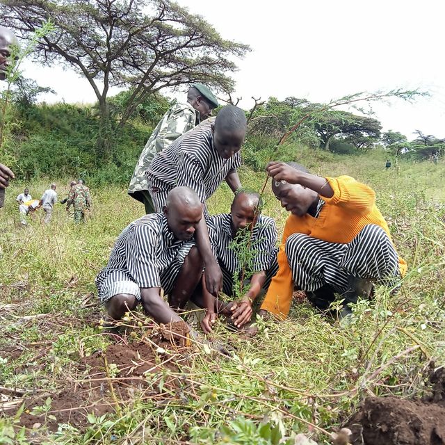 Why you should consider planting trees in Nakuru this rainy season