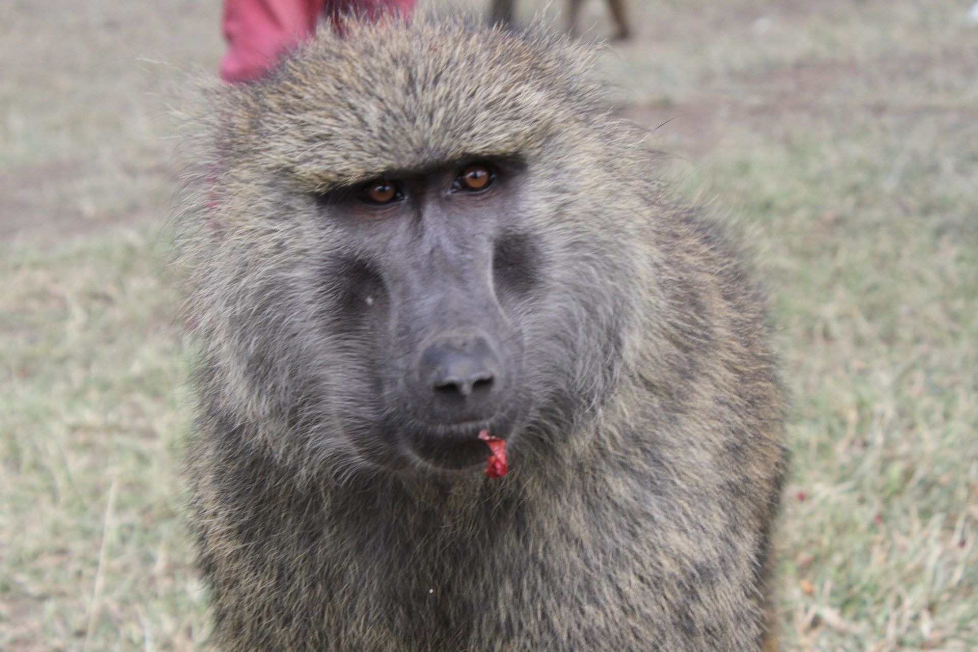 Visirani vya Nyani: Why you cannot be compensated for a baboon attack