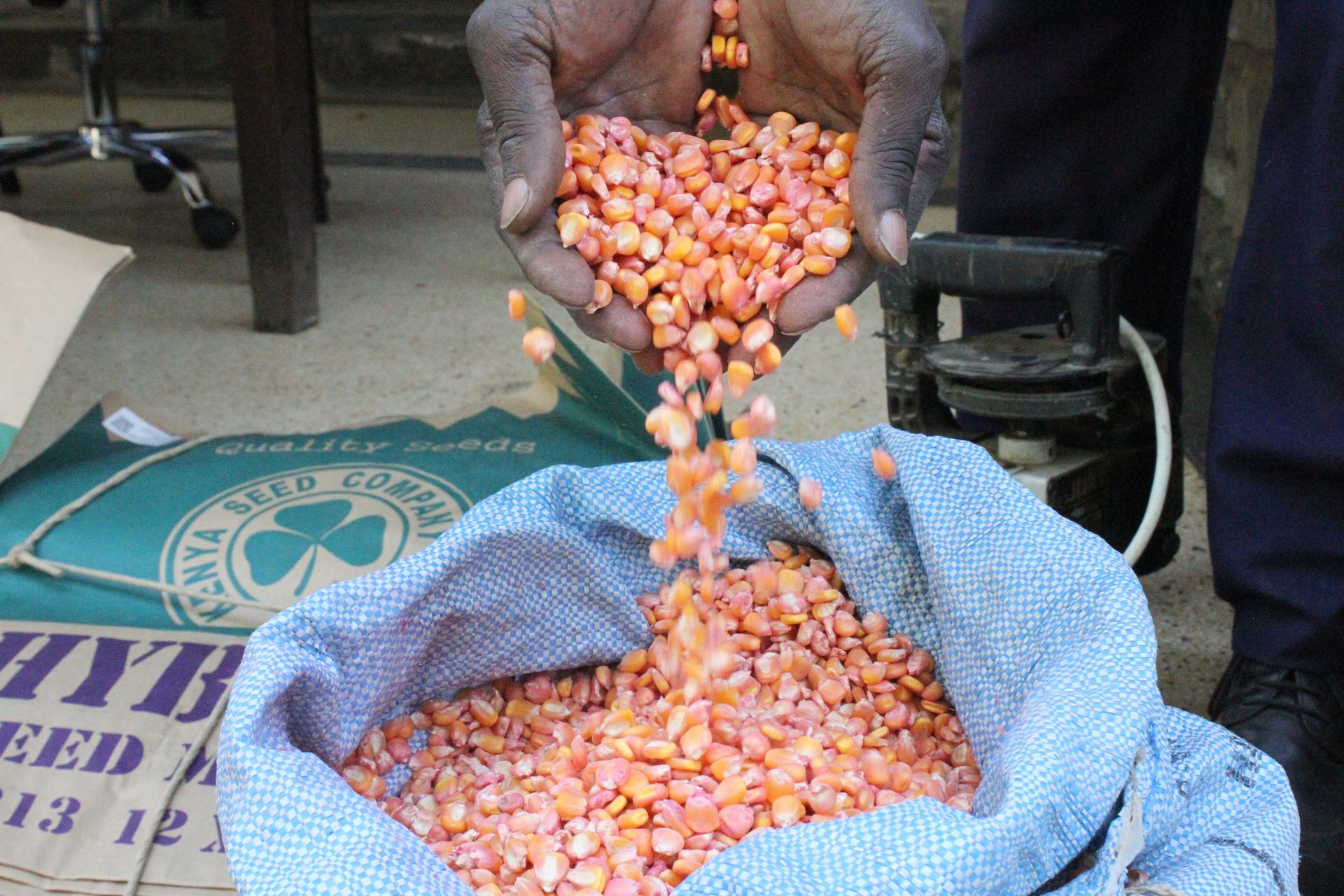 How fake seeds merchants prey on unsuspecting farmers in Nakuru