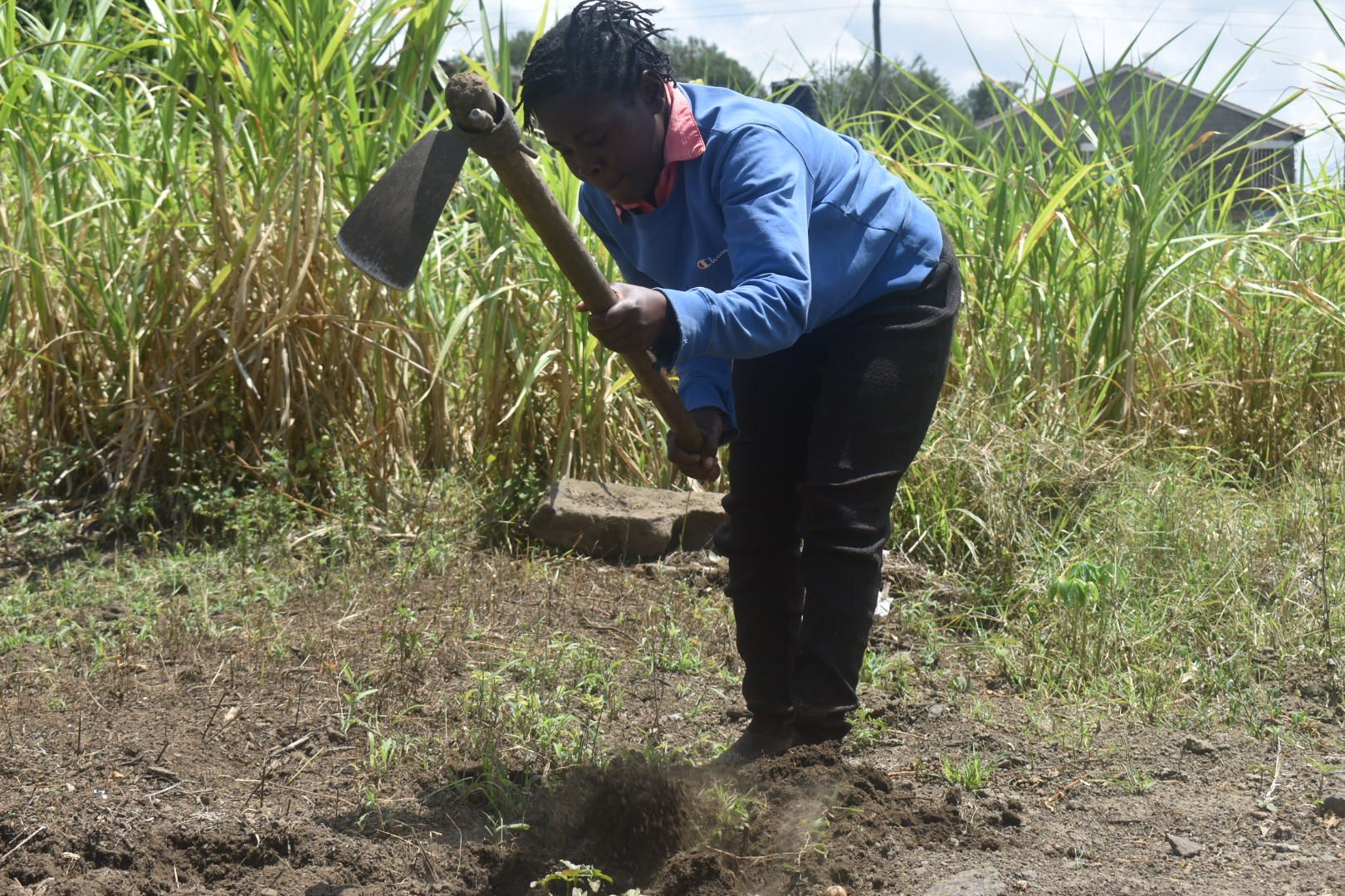 Unpredictable rains leave farmers in Sobea, Baraka, Njoro and Ngata at a crossroads