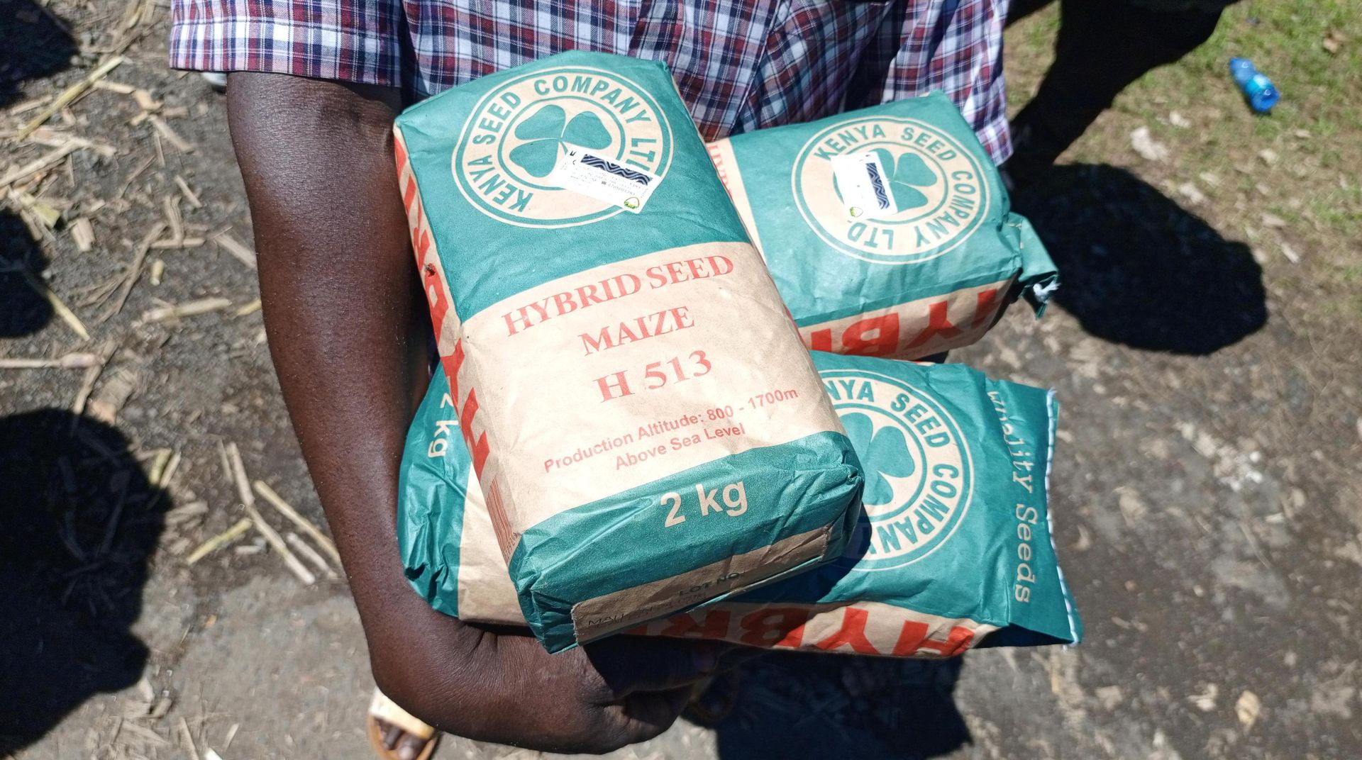 Psst … farmers! Here are other maize seed varieties apart from the H6213 that can do well in your area