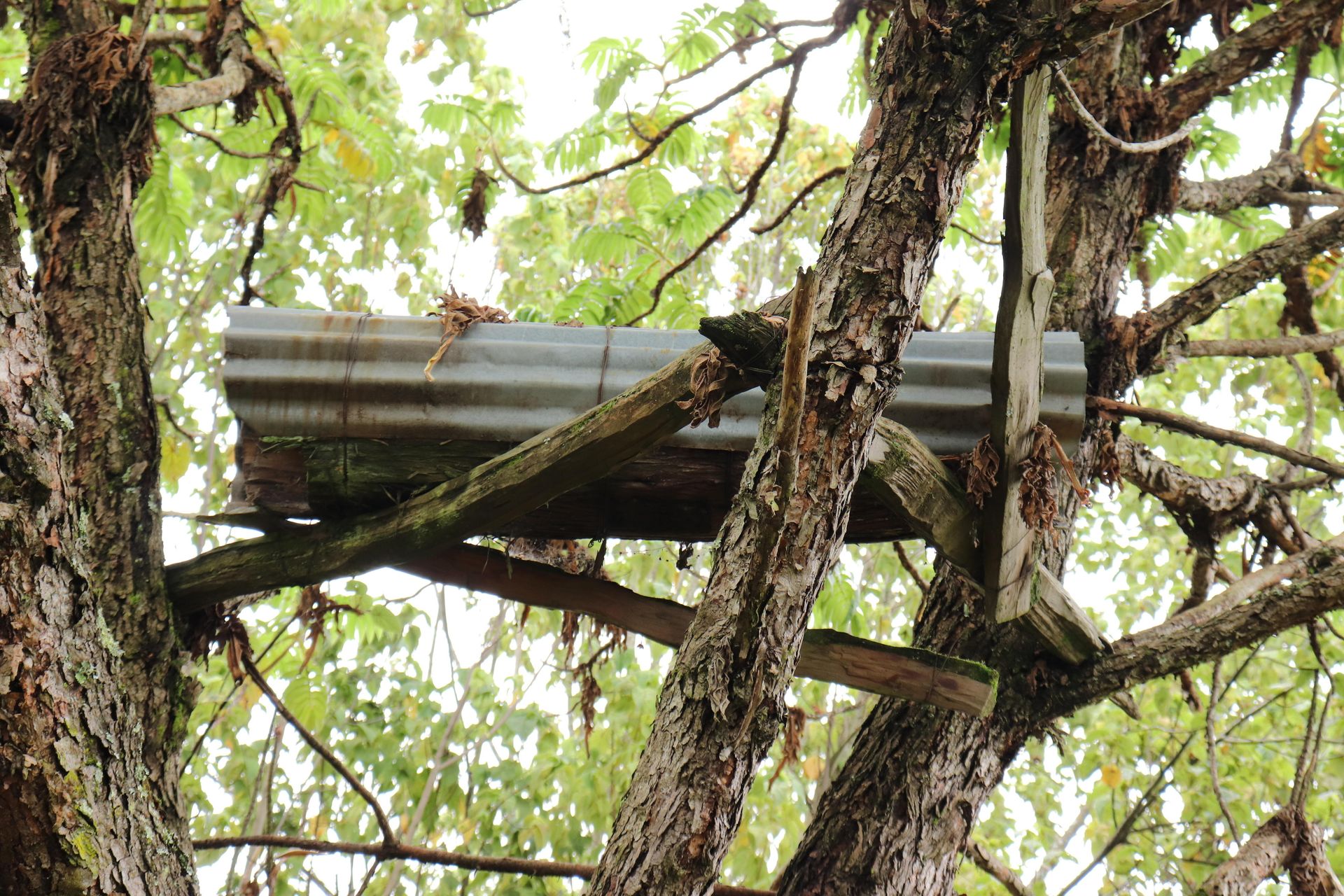 How the Ogiek in Molo use honey as food, medicine and dowry