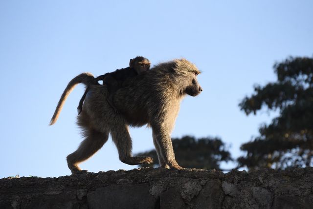 How baboon mums selflessly care for their young and the entire troop