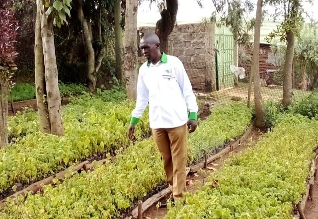 Biz Lounge: How a profitable business sprouted from tree seedlings in Mau Narok