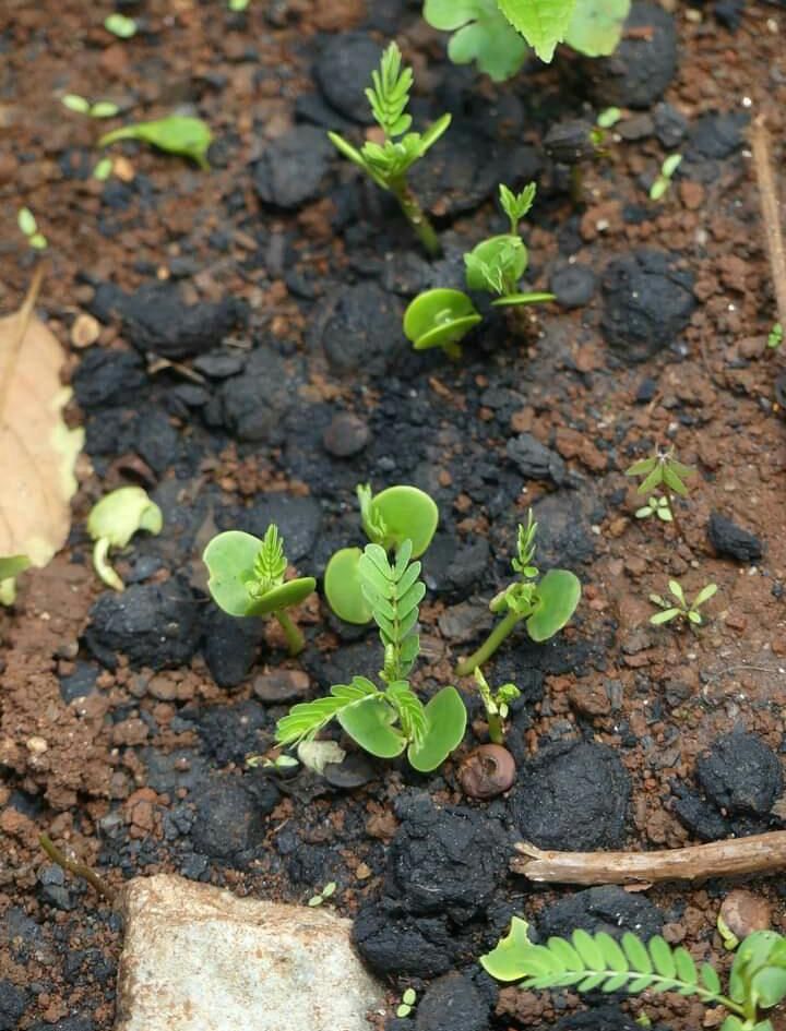Seed ball technology gains popularity in Molo, helps restore Mau Forest