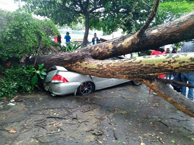 Trees fall on five cars parked near KFA roundabout in Nakuru city