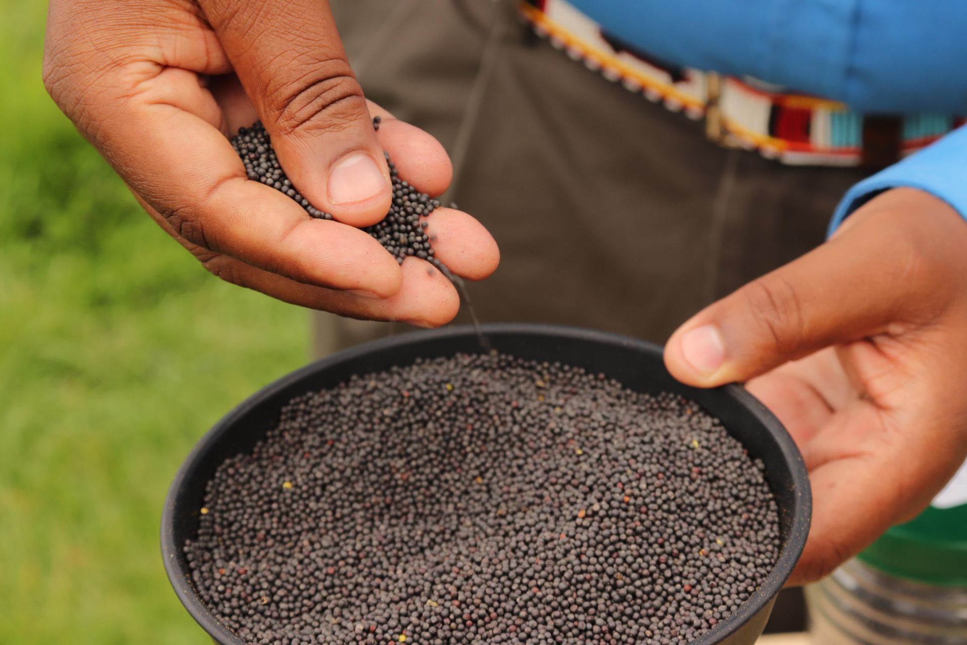 Rongai maize farmer opts for canola after years of disappointment