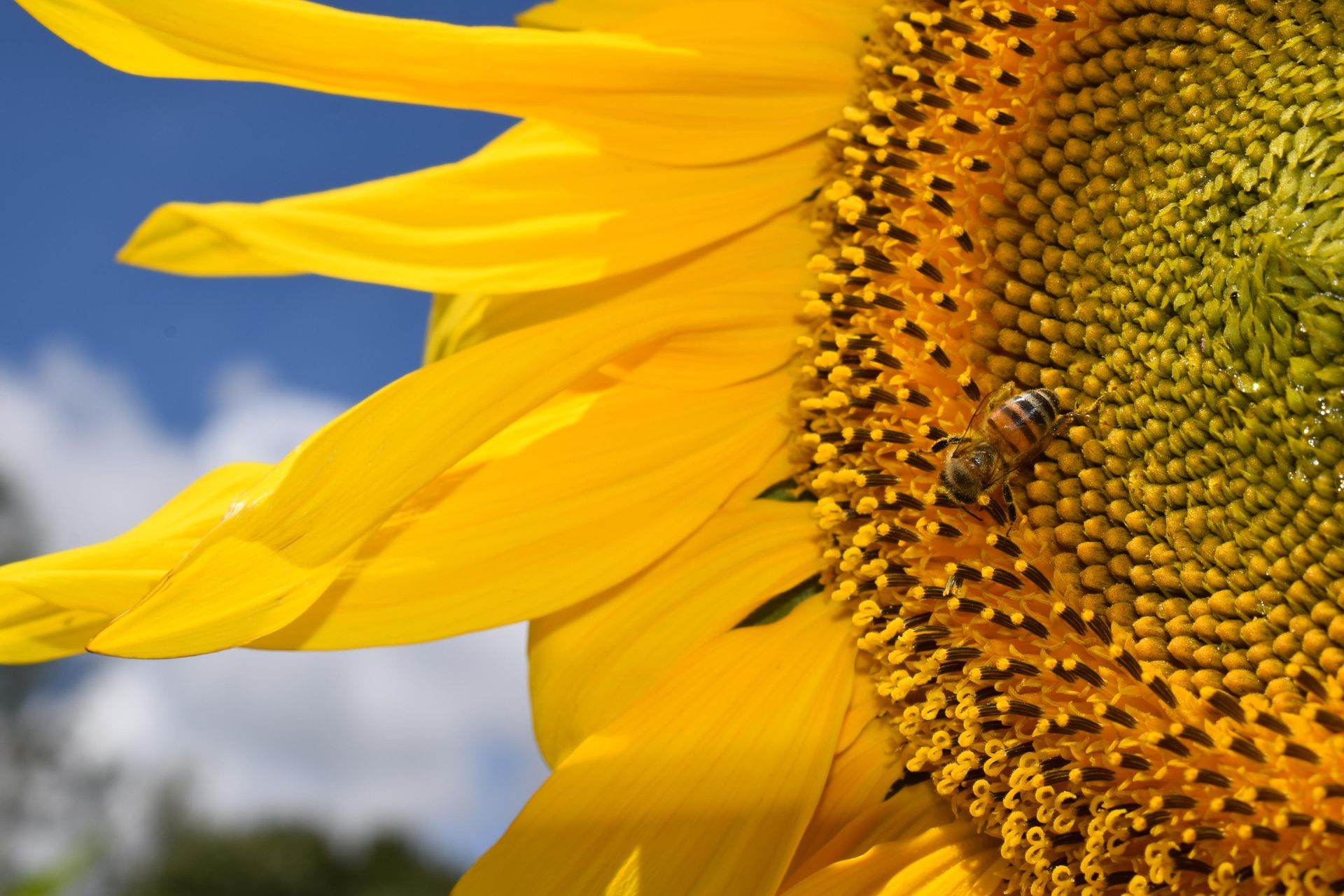 What is chasing bees away from their natural habitats to urban areas?