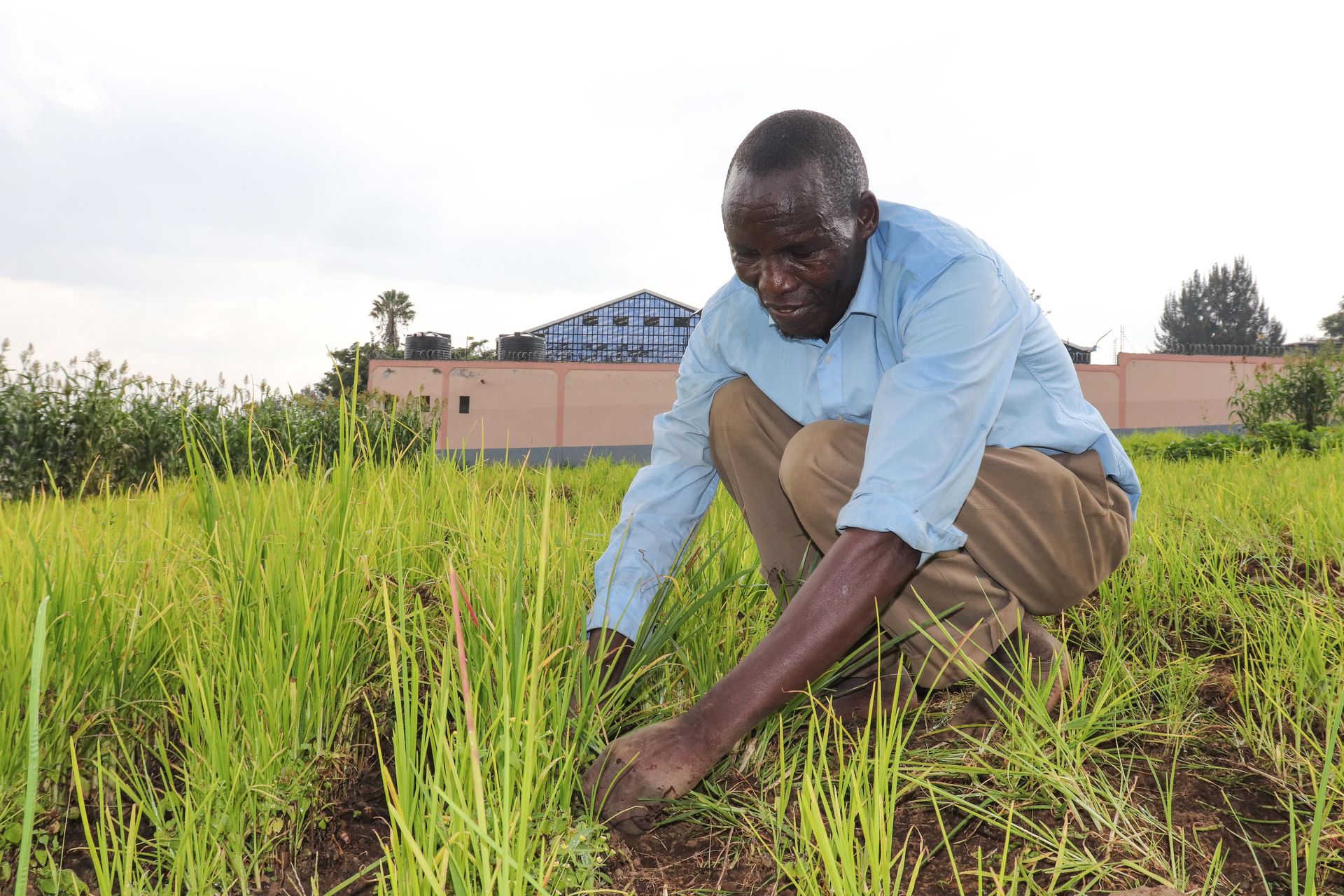 Daring Kiamunyi farmers dig their feet into millet farming