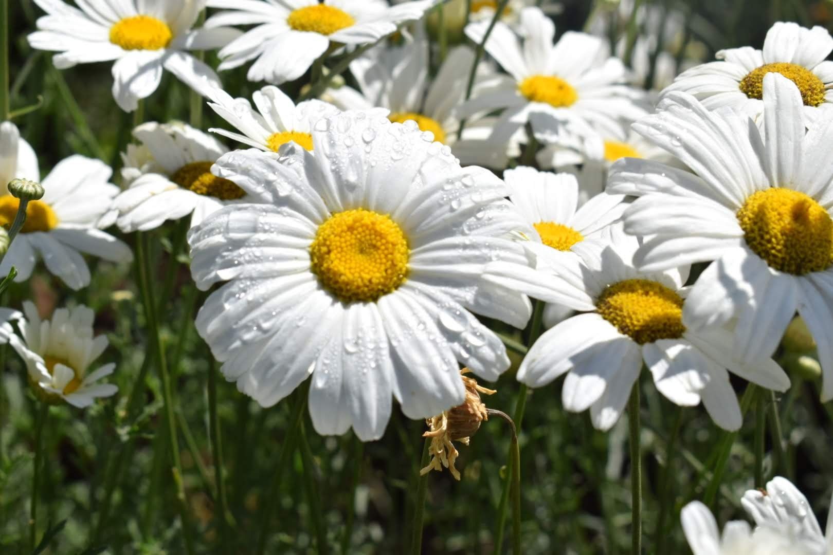 Pyrethrum farmers to earn less as Kenyan shilling strengthens