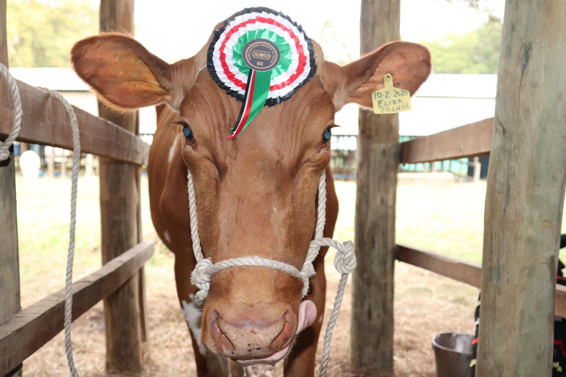 Behold, the winning animals of Nakuru ASK show