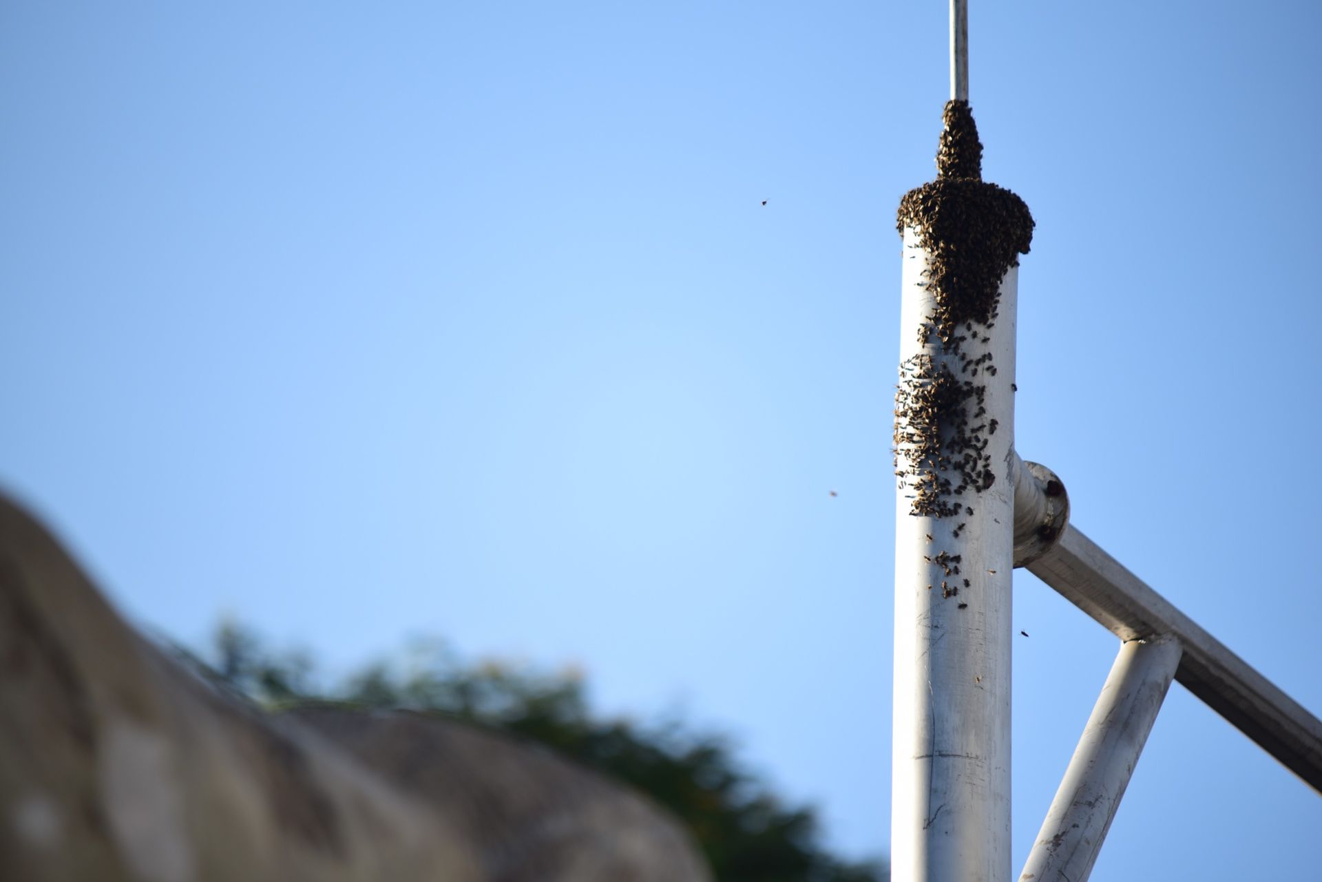 Swarm of bees finds a home at the heart of Nakuru city