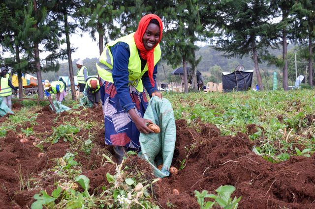 Kuresoi women find economic empowerment in potato harvesting