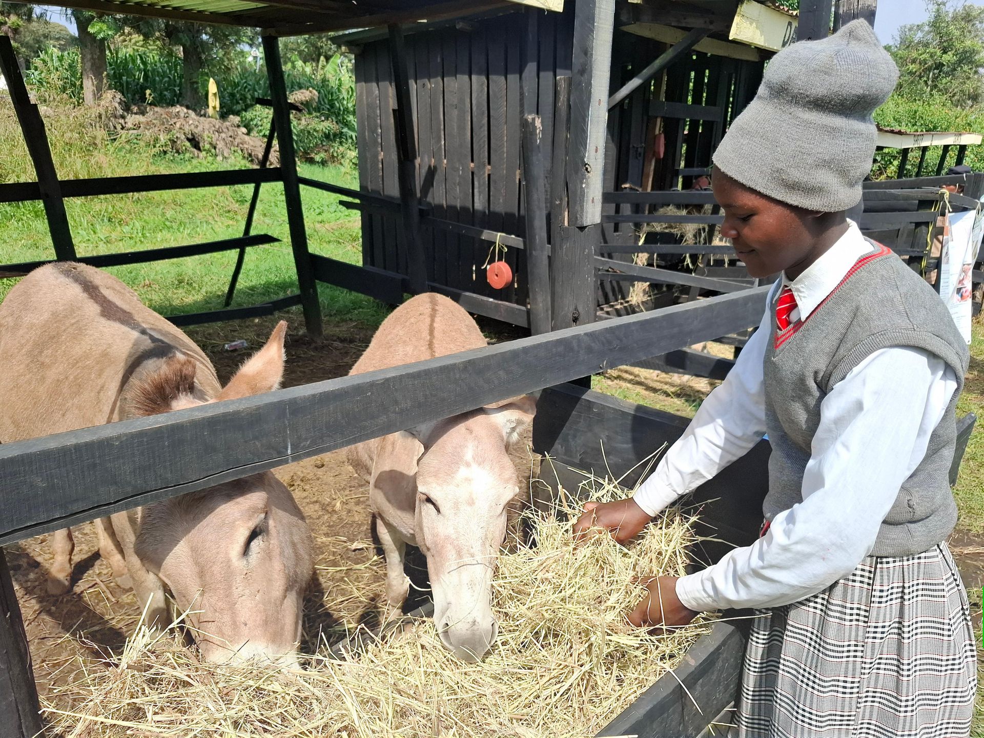 How students from Keriko Comprehensive School are championing donkey care in Njoro