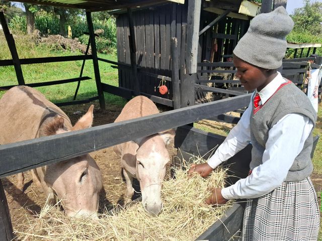 How students from Keriko Comprehensive School are championing donkey care in Njoro