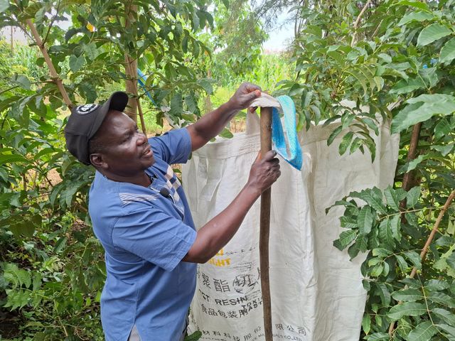 The clean farming methods used by Nakuru farmers to increase maize yields