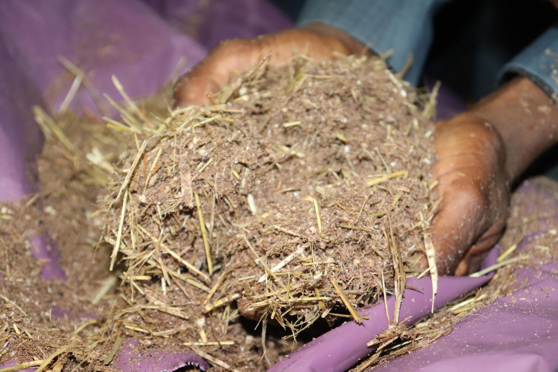 New fermented livestock feed promises higher milk yields and lower costs for Nakuru farmers