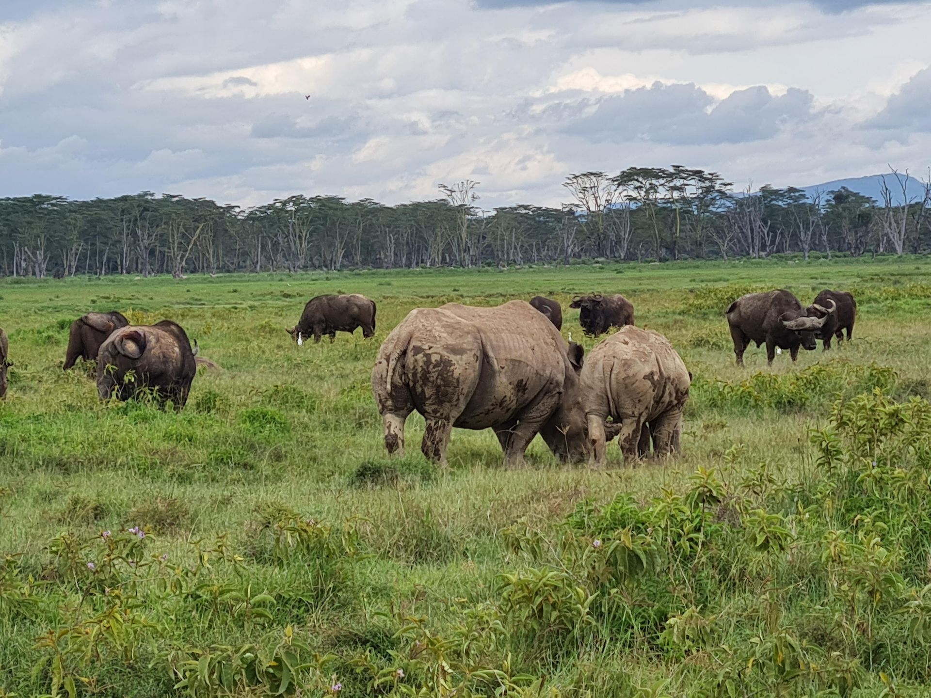 The little known bond between rhinos and rangers in Lake Nakuru national park