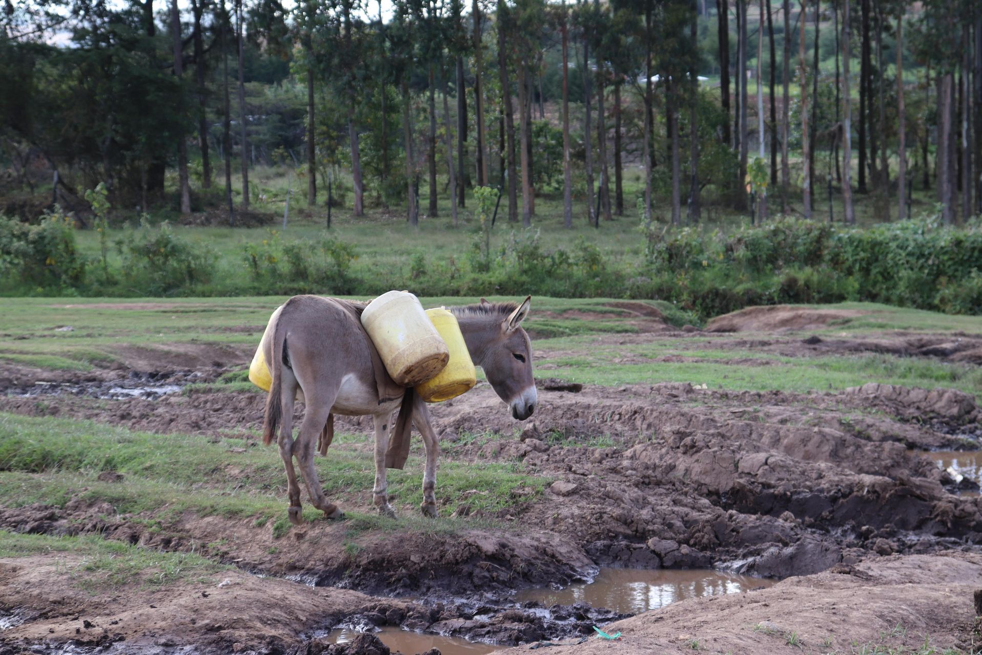 Donkeys of war: Bearing Nessuit’s burden