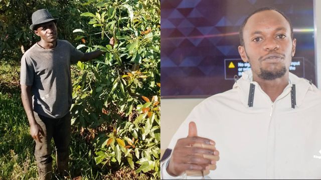 Subukia brothers transform idle family land into profitable avocado venture