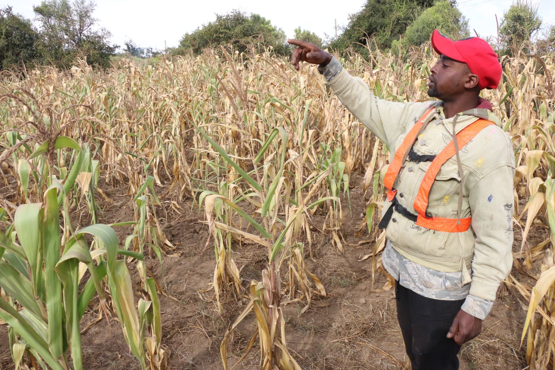 Farmers in Kuresoi count huge losses after prolonged dry spell destroys maize crop production