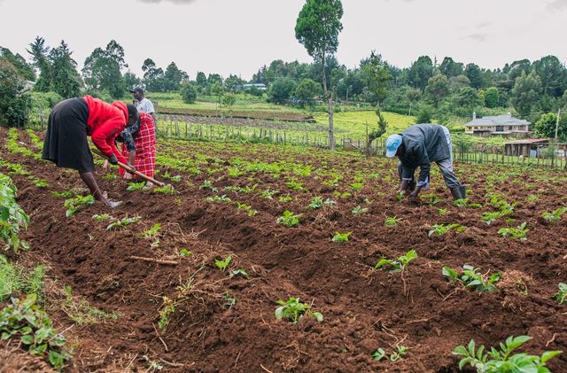 Why Nakuru farmers are opting to expand potato production over other crops