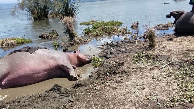 KWS launch investigations after two hippos die at Lake Naivasha