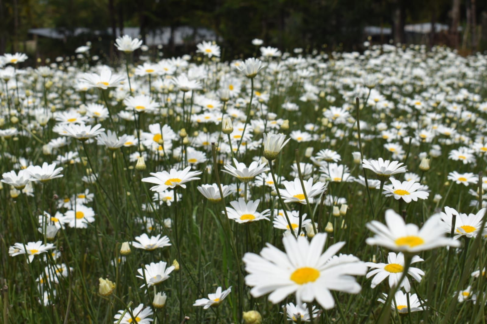 Nakuru's intimate dance with pyrethrum since the 1960s