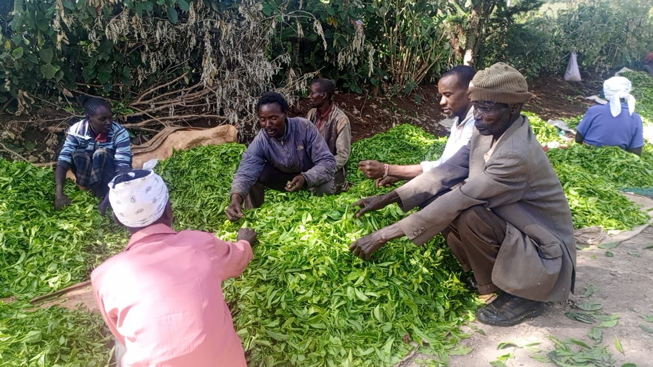 Difficulties in tea and coffee farming leaves bitter taste in Nakuru farmers' mouths