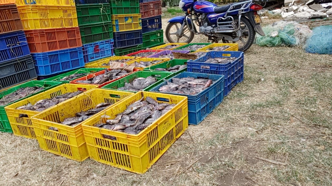 Bad Fish: KWS net over 1,000kgs of fish from Lake Nakuru