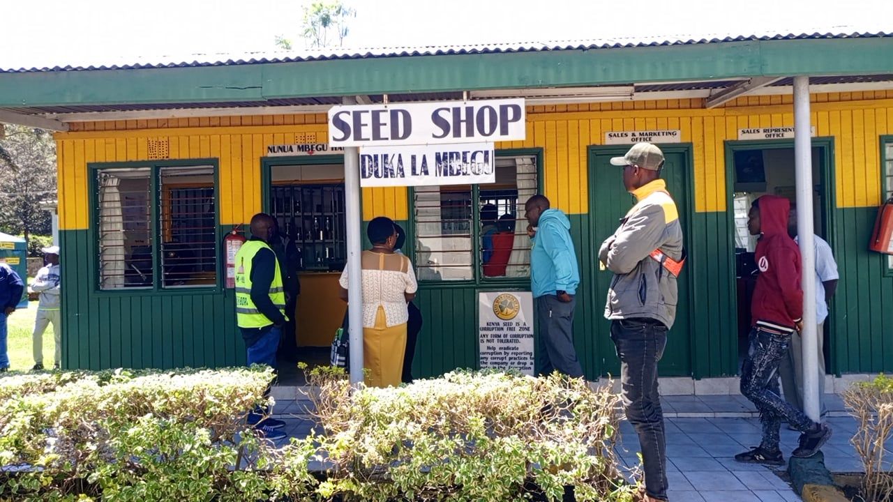 Where are the maize seeds? Farmers in Nakuru decry seed crisis