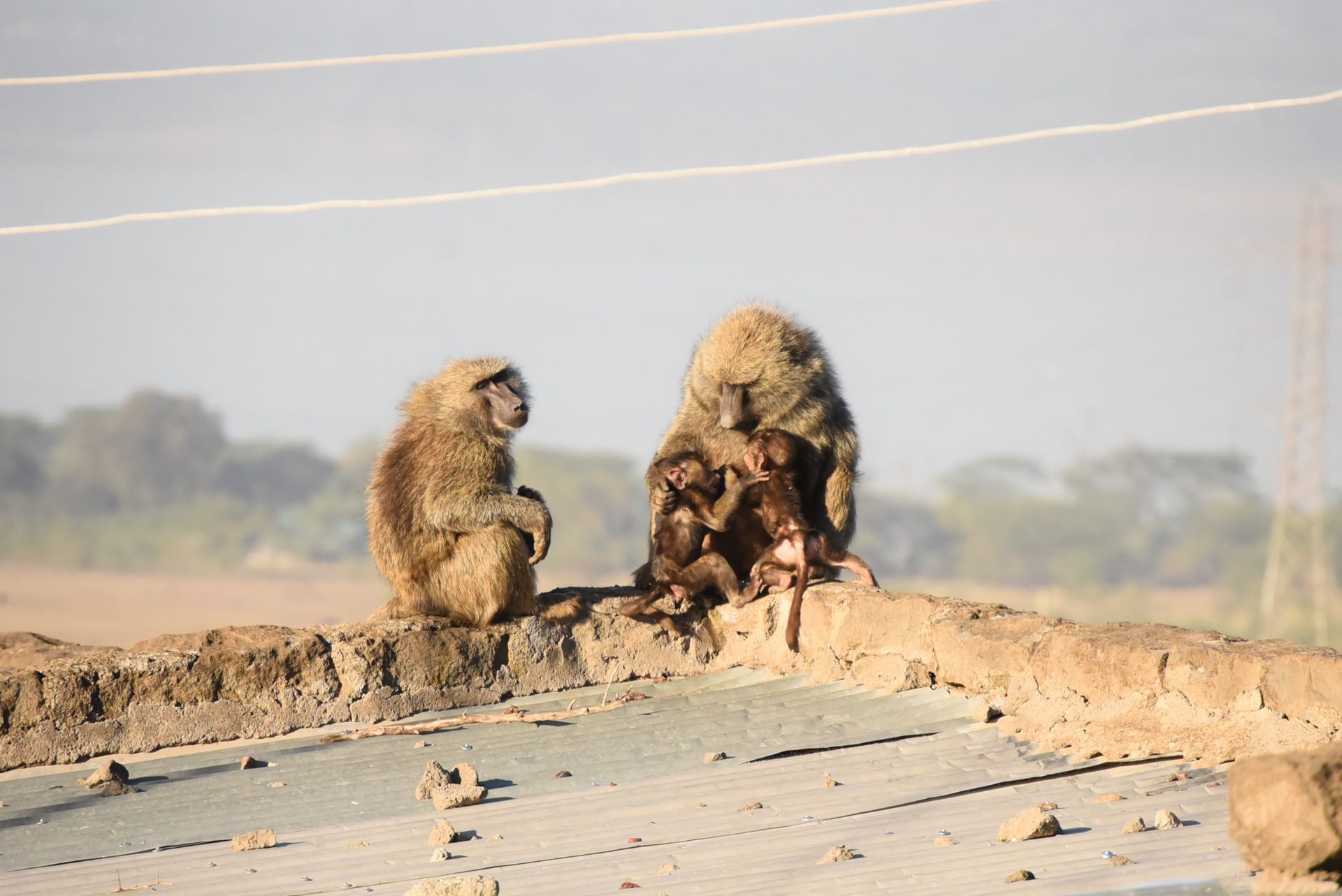 Human-wildlife conflict worsens in Nakuru as dry season sets in