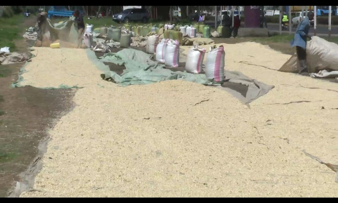 Why the railway grounds become a maize drying site in Nakuru