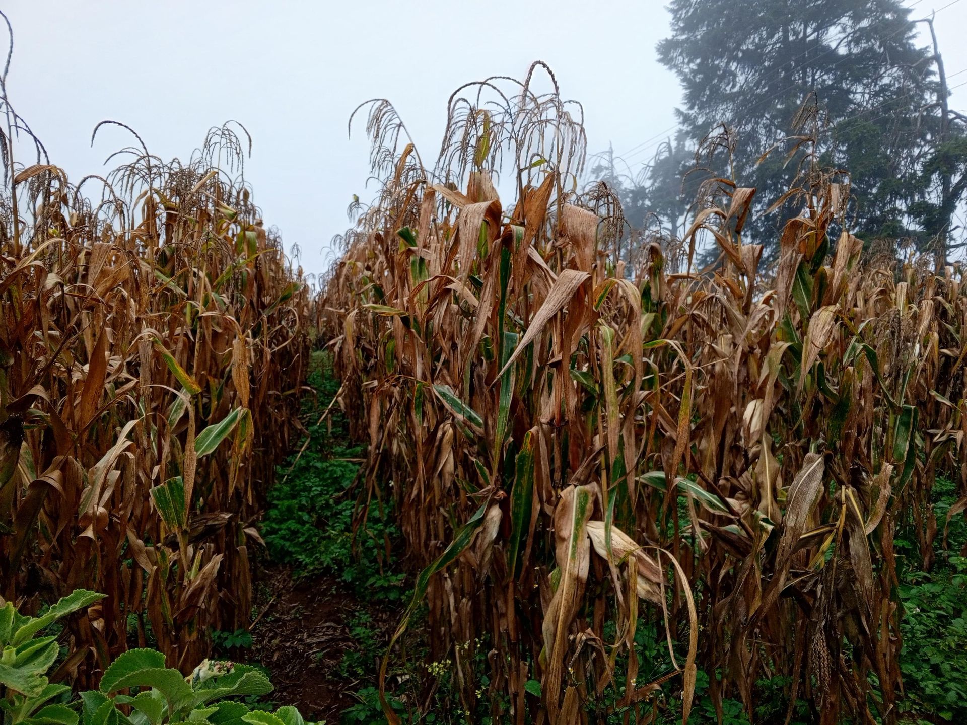How Nakuru maize farmers are recovering from post-harvest losses
