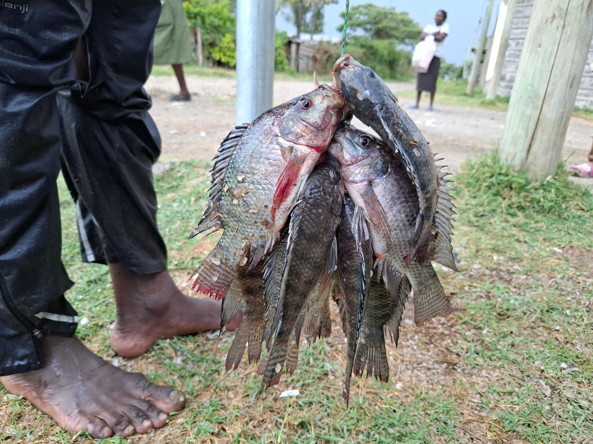 Giza Ziwani: Fisherman reveals disturbing details of illegal fish business in Lake Nakuru
