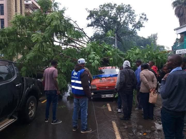 When trees turn deadly:Nakuru's canopy crisis