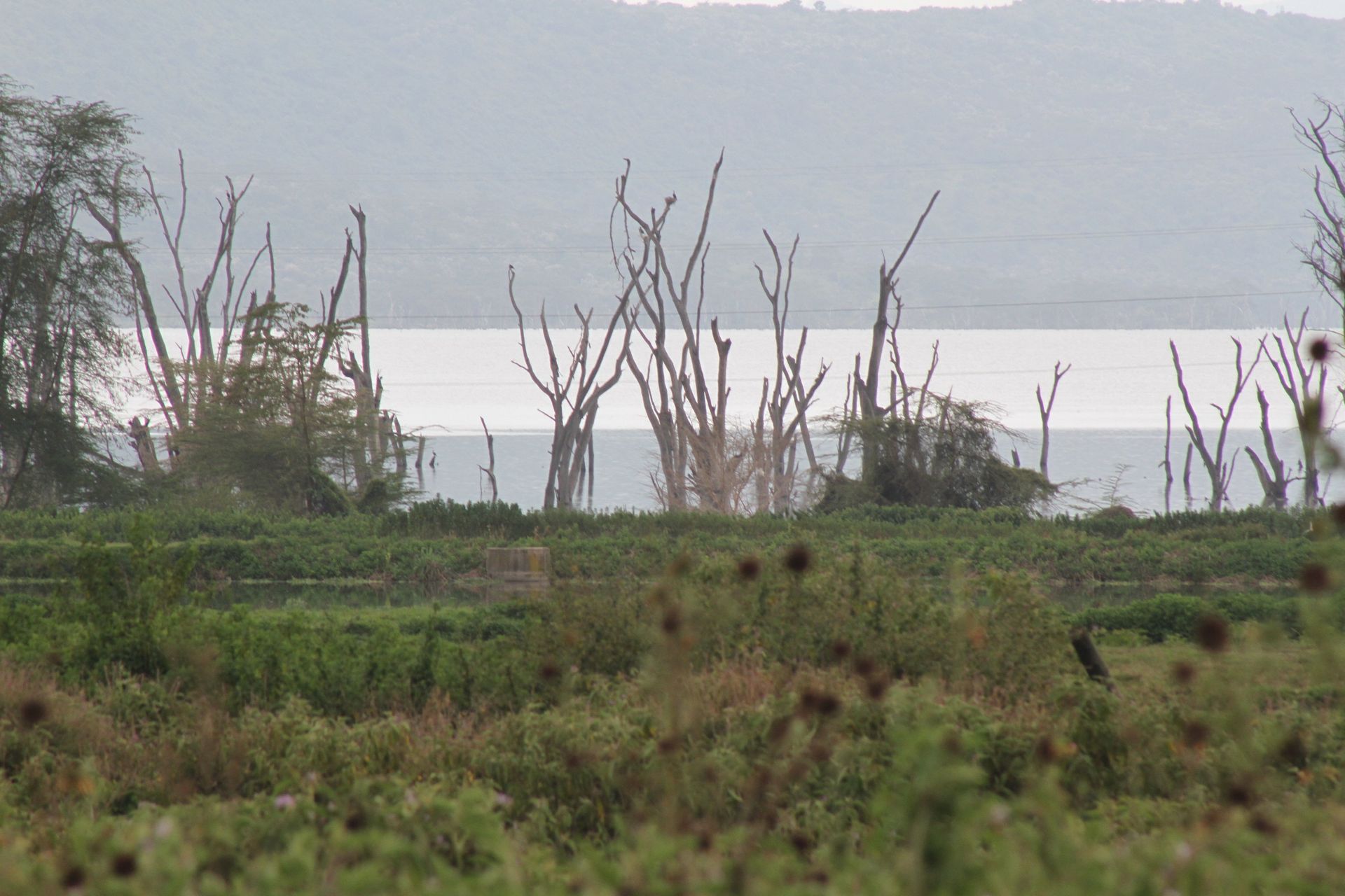 Tourism sector takes a hit as year-long controversies cast long shadow over Lake Nakuru National Park,